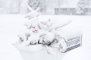 Garden Decor Covered In Pure White Snow Wallpaper