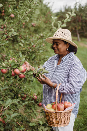 Garden Of Apples Wallpaper