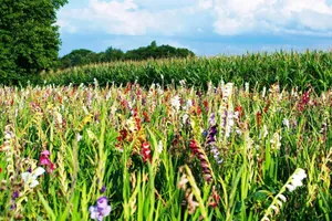 Garden Of Gladiolus Flowers Wallpaper