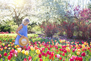 Garden Of Tulips Wallpaper