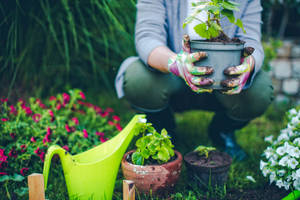 Gardening Man With Pot Wallpaper