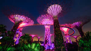 Gardens By The Bay Nighttime Illumination Wallpaper