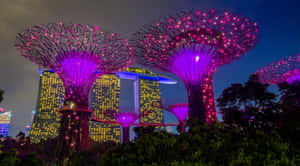 Gardens By The Bay Nighttime Illumination Wallpaper