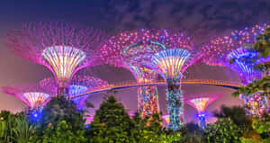 Gardens By The Bay Singapore Night Lights Wallpaper