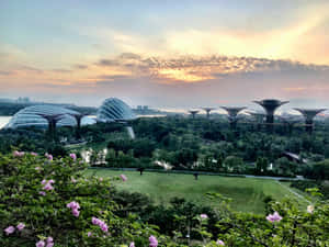 Gardens By The Bay_ Sunset_ View Wallpaper