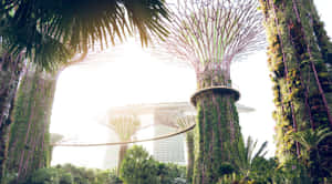 Gardens_ By_ The_ Bay_ Supertree_ Grove_and_ Marina_ Bay_ Sands Wallpaper