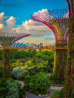 Gardens By The Bay Supertree Grove Singapore Wallpaper