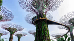 Gardens By The Bay Supertree Grove Singapore Wallpaper