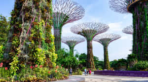 Gardens By The Bay Supertree Grove Singapore Wallpaper