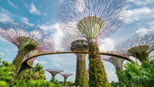 Gardens By The Bay Supertree Grove Singapore Wallpaper