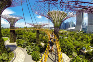 Gardens By The Bay Supertree Grove Skyway Wallpaper