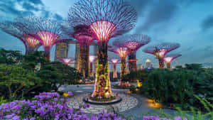 Gardens By The Bay Supertree Grove Twilight Wallpaper