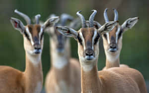 Gatheringof Antelopes Wallpaper