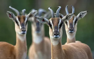 Gatheringof Antelopes Wallpaper