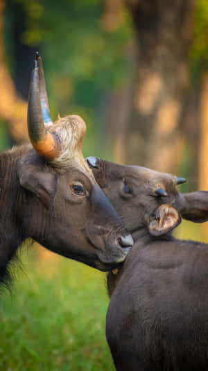 Gaur Affectionate Interaction.jpg Wallpaper