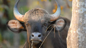 Gaur Bos Gaurus Wildlife Wallpaper