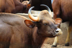 Gaur Close Up Profile Wallpaper