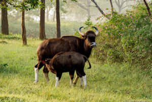 Gaur Familyin Natural Habitat Wallpaper