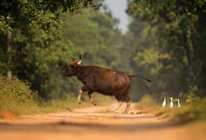 Gaur Galloping Across Forest Path.jpg Wallpaper