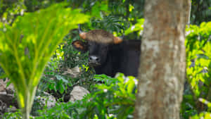 Gaur Hidingin Forest Greenery Wallpaper