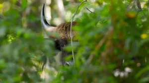 Gaur Peeking Through Foliage.jpg Wallpaper