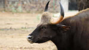 Gaur Profile View.jpg Wallpaper