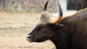 Gaur Profile View.jpg Wallpaper