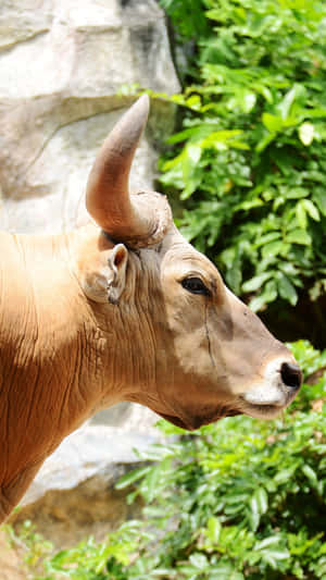 Gaur Profilein Natural Habitat.jpg Wallpaper