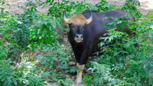 Gaur Standing In Green Foliage.jpg Wallpaper