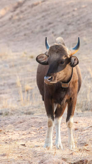 Gaur Standing In Wilderness.jpg Wallpaper