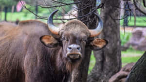 Gaur Staring Directlyat Camera.jpg Wallpaper