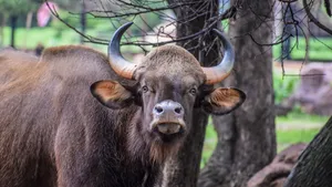 Gaur Staring Directlyat Camera.jpg Wallpaper