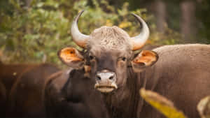 Gaur Staring Into Camera.jpg Wallpaper