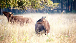 Gaurin Grassland Habitat.jpg Wallpaper