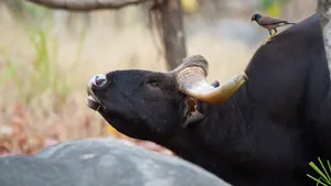 Gaurwith Bird Companion Wallpaper