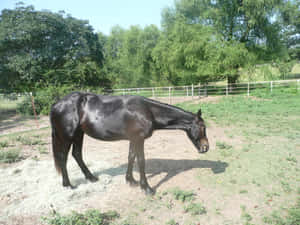 Gawky Horse Wallpaper