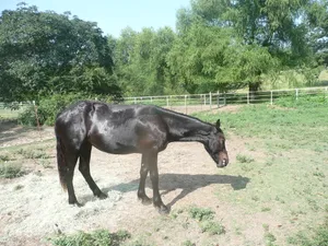 Gawky Horse Wallpaper