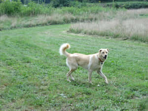 Gawky White Dog Wallpaper