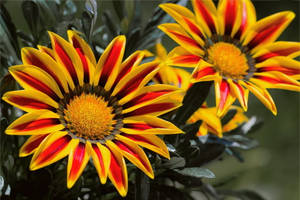 Gazania Rigens Flowers Wallpaper