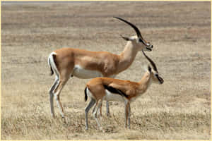 Gazelleand Calfin Savannah Wallpaper