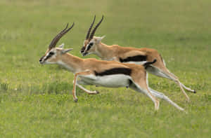 Gazellesin Motion.jpg Wallpaper