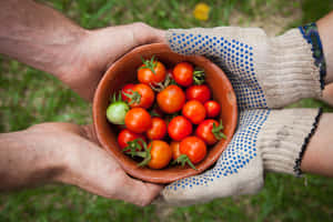 Generous Couple Holding Bunch Of Tomatoes Wallpaper