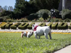 Generous Dogs Above The Grass Field Wallpaper