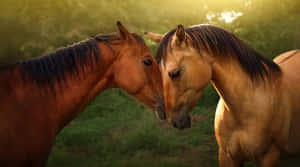 Gentle Equine Connection.jpg Wallpaper