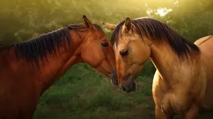Gentle Equine Connection.jpg Wallpaper