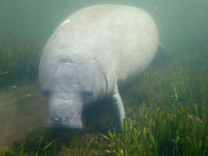 Gentle Giant Manatee Underwater.jpg Wallpaper