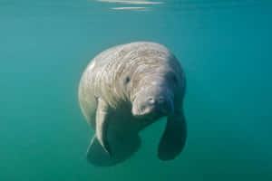 Gentle Manatee Underwater.jpg Wallpaper