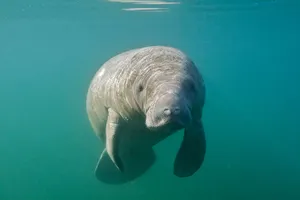 Gentle Manatee Underwater.jpg Wallpaper