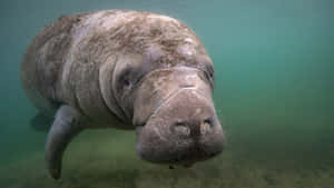 Gentle_ Manatee_ Underwater.jpg Wallpaper