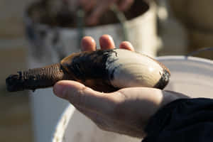 Geoduck Clamin Hand Wallpaper